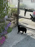 C32B5ED5-3F5F-4F04-B69E-671519DE53DC.webp