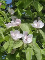 P1070912Quitte.webp