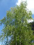 P1070913Birke.JPG