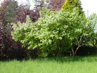 P1070920Quitte.webp