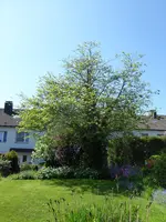 P1070962Hausgarte.webp
