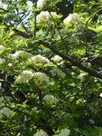 P1070963Ebereschenblüte.JPG