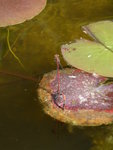 P1070969LIbellen.JPG