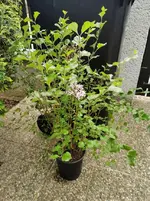 IMG_20220517_150617.webp