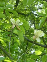 P1070991Honoki-Magnolie.webp