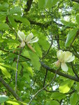 P1070991Honoki-Magnolie.JPG