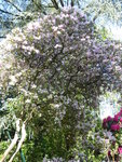 P1080004Rundblättriger Rhododendron.JPG