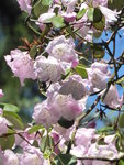 P1080005Rundblättriger Rhododendron.JPG