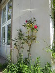 P1080014Gruß an Heidelberg.JPG