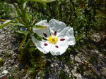 P1080016Lack-Zistrose.JPG