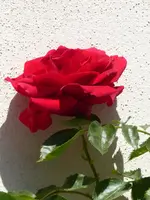 P1080019Sympathie.webp