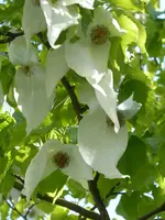 P1080026Taschentuchbaum.webp