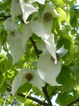 P1080026Taschentuchbaum.JPG