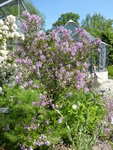 P1080038Meyers Flieder.JPG
