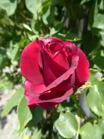 P1080055Thor.webp