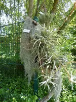P1080060Tillandsien.webp