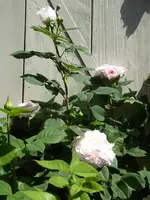 P1080072Rose von Münster.webp