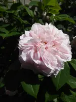 P1080074Rose von Münster.webp