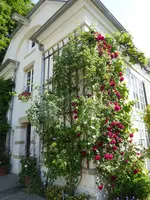 P1080083Rosenecke.webp