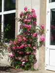 P1080089Rosarium Uettersen.JPG