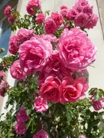 P1080090Rosarium Uettersen.webp