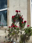 P1080092Sympathie.JPG