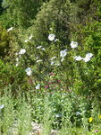 P1080095Lack-Zistrose.JPG