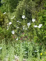 P1080095Lack-Zistrose.webp