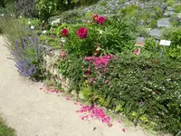 P1080139Bauernpfingstrose.webp
