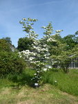 P1080141Blumenhartriegel.JPG