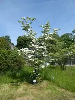 P1080141Blumenhartriegel.webp