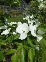 P1080142Blumenhartriegel.webp