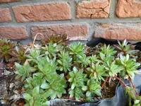 P1080172Semperviven.webp