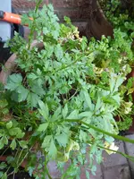 P1080173Petersilie.webp