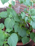P1080174Ananaskirschen.JPG