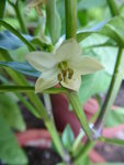 P1080179Snackor yellow.JPG
