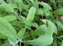 P1080183Salbei.webp