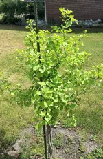 Ginkgo.webp