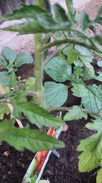 2022-05-18kleine schwarze Tiere an Tomaten 01.webp