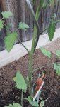 2022-05-18kleine schwarze Tiere an Tomaten 02.jpg