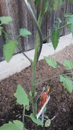 2022-05-18kleine schwarze Tiere an Tomaten 03.jpg