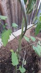 2022-05-18kleine schwarze Tiere an Tomaten 04.jpg