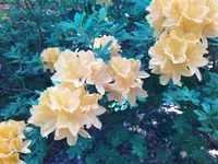 IMG_20220518_121931_3.webp