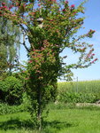 DSC02388.JPG