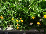 DSC02391.JPG