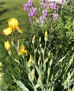 FEB059E4-AD96-4A17-8CE9-C4AEFEBB1CEA.webp