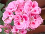 c046.jpg