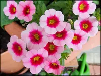 c050.webp