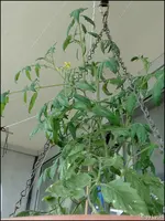 c053.webp