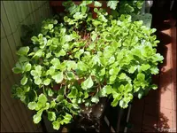 c055.webp